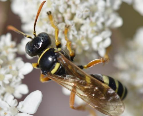 Gorytes quinquefasciatus